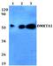 Doublesex- and mab-3-related transcription factor A1 antibody, A12908, Boster Biological Technology, Western Blot image 
