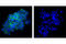 c-Kit antibody, 3074T, Cell Signaling Technology, Immunocytochemistry image 