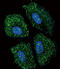 UDP Glucuronosyltransferase Family 2 Member B15 antibody, LS-C160420, Lifespan Biosciences, Immunofluorescence image 