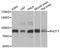 Mitochondrial Rho GTPase 1 antibody, A5838, ABclonal Technology, Western Blot image 
