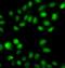 Sulfotransferase family cytosolic 2B member 1 antibody, FNab08384, FineTest, Immunofluorescence image 