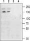 Metabotropic glutamate receptor 4 antibody, PA5-77421, Invitrogen Antibodies, Western Blot image 
