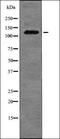 Cell Division Cycle 34 antibody, orb339211, Biorbyt, Western Blot image 