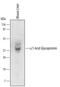 ORM1 antibody, MAB5934, R&D Systems, Western Blot image 