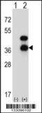 CD72 Molecule antibody, 57-546, ProSci, Western Blot image 