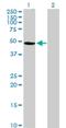 A-Kinase Anchoring Protein 17A antibody, H00008227-B01P, Novus Biologicals, Western Blot image 