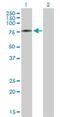 Adenylate Kinase 7 antibody, H00122481-B01P, Novus Biologicals, Western Blot image 
