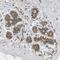 Valosin Containing Protein Lysine Methyltransferase antibody, PA5-51520, Invitrogen Antibodies, Immunohistochemistry frozen image 