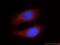 Argonaute RISC Component 1 antibody, 19690-1-AP, Proteintech Group, Immunofluorescence image 