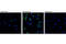CD79a antibody, 5173T, Cell Signaling Technology, Immunofluorescence image 