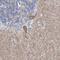 Ankyrin Repeat Domain 16 antibody, HPA037920, Atlas Antibodies, Immunohistochemistry frozen image 