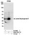 Ldh2 antibody, A304-770A, Bethyl Labs, Immunoprecipitation image 