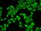 Receptor For Activated C Kinase 1 antibody, LS-C748445, Lifespan Biosciences, Immunofluorescence image 