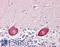 Diacylglycerol Kinase Zeta antibody, LS-B8416, Lifespan Biosciences, Immunohistochemistry frozen image 