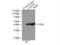 Growth Associated Protein 43 antibody, 16971-1-AP, Proteintech Group, Immunoprecipitation image 