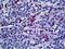 ED2-like antigen antibody, LS-B5158, Lifespan Biosciences, Immunohistochemistry paraffin image 