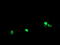 RNA Polymerase III Subunit C antibody, M12992, Boster Biological Technology, Immunofluorescence image 
