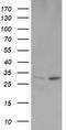 OTU Deubiquitinase, Ubiquitin Aldehyde Binding 1 antibody, TA505158, Origene, Western Blot image 