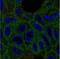 VKOR1 antibody, NBP1-92573, Novus Biologicals, Immunofluorescence image 