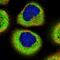 Protein SMG7 antibody, NBP1-88486, Novus Biologicals, Immunofluorescence image 