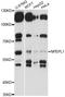Probable aminopeptidase NPEPL1 antibody, LS-C749423, Lifespan Biosciences, Western Blot image 
