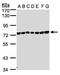 UV Stimulated Scaffold Protein A antibody, NBP1-32598, Novus Biologicals, Western Blot image 