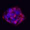 DLK-1 antibody, AF1144, R&D Systems, Immunofluorescence image 