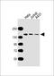 MYB Binding Protein 1a antibody, M04187-1, Boster Biological Technology, Western Blot image 