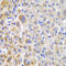 Cbl Proto-Oncogene B antibody, STJ22915, St John