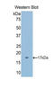 Cubilin antibody, LS-C297097, Lifespan Biosciences, Western Blot image 