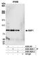 BRCA1 Associated Protein 1 antibody, A302-242A, Bethyl Labs, Immunoprecipitation image 