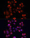 Deleted In Azoospermia Like antibody, 15-300, ProSci, Immunofluorescence image 