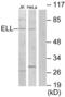 RNA polymerase II elongation factor ELL antibody, abx013541, Abbexa, Western Blot image 