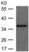 Growth Factor Independent 1B Transcriptional Repressor antibody, TA323857, Origene, Western Blot image 