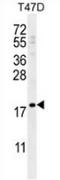 Late Cornified Envelope 1A antibody, AP52451PU-N, Origene, Western Blot image 