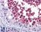 Cell Division Cycle 25C antibody, LS-B4149, Lifespan Biosciences, Immunohistochemistry paraffin image 