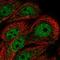 Protein Phosphatase 1 Regulatory Subunit 3F antibody, HPA000244, Atlas Antibodies, Immunofluorescence image 