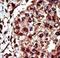 Diacylglycerol Kinase Iota antibody, LS-C101234, Lifespan Biosciences, Immunohistochemistry frozen image 