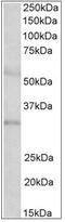 Insulin Like Growth Factor Binding Protein 1 antibody, AP32344PU-N, Origene, Western Blot image 