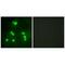Protein hairless antibody, A04817, Boster Biological Technology, Immunofluorescence image 