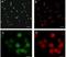 Transient Receptor Potential Cation Channel Subfamily V Member 1 antibody, NB100-1617, Novus Biologicals, Immunofluorescence image 