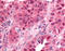 Krox-24 antibody, AP07534PU-N, Origene, Immunohistochemistry frozen image 