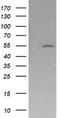 Protein Mdm4 antibody, LS-C174486, Lifespan Biosciences, Western Blot image 
