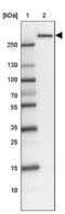 Bromodomain And WD Repeat Domain Containing 1 antibody, NBP1-89878, Novus Biologicals, Western Blot image 