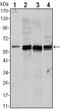 Akt antibody, MA5-15591, Invitrogen Antibodies, Western Blot image 