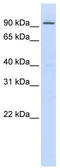 Zinc Finger Protein 540 antibody, TA345556, Origene, Western Blot image 