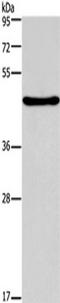 HNF-3-beta antibody, TA322223, Origene, Western Blot image 