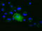 Aminoacylproline aminopeptidase antibody, LS-C115373, Lifespan Biosciences, Immunofluorescence image 