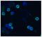 Integrin Subunit Beta 2 antibody, GTX23917, GeneTex, Immunocytochemistry image 