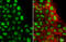 Cyclic AMP-responsive element-binding protein 3-like protein 3 antibody, GTX120482, GeneTex, Immunocytochemistry image 